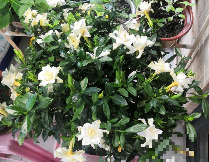 家里的花开一次,就再也不开了,赶紧施点“催花肥”! 家里的花开一次,就再也不开了,赶紧施点“催花肥”!