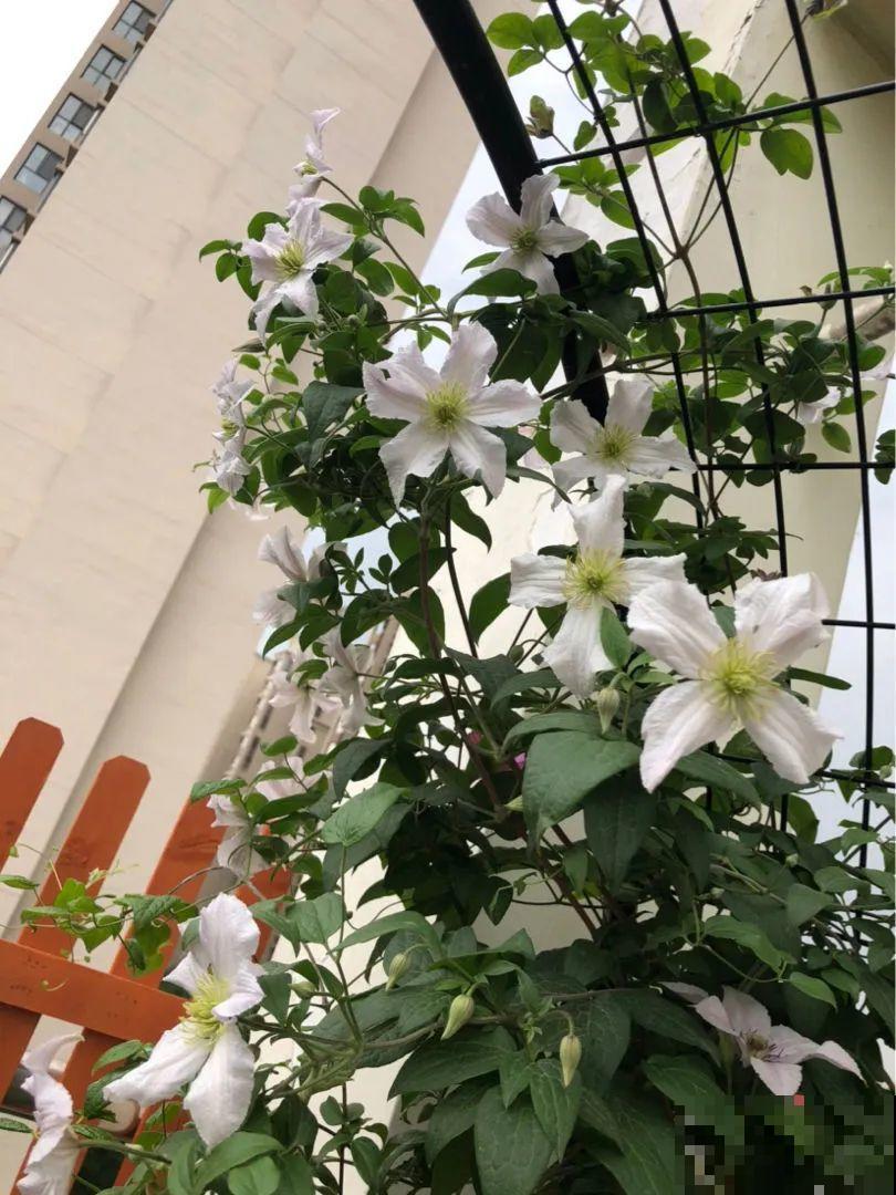 绣球马上剪，下个月就晚了，错过明年不开花