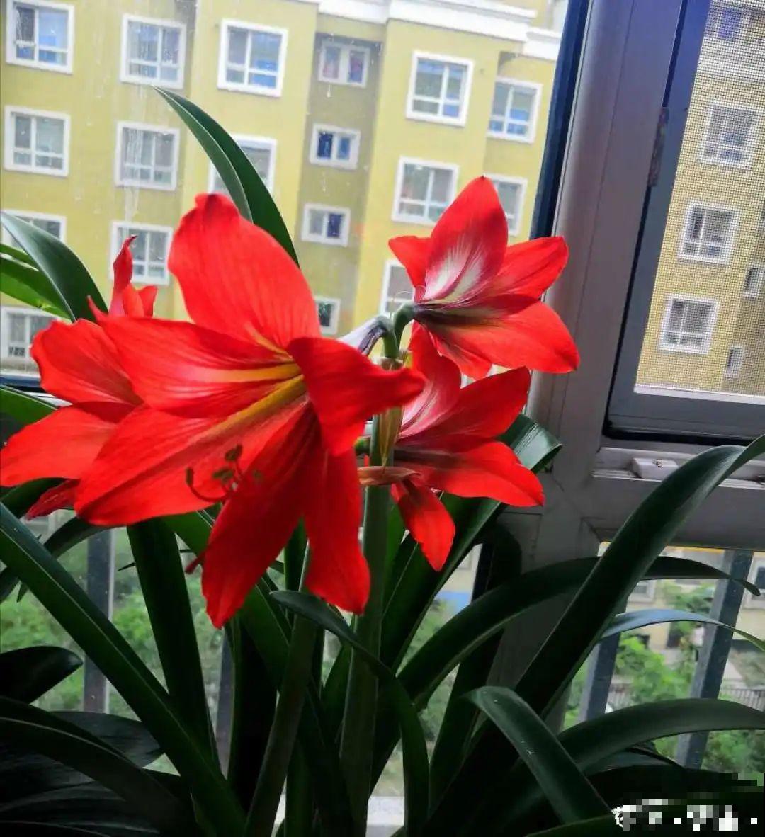 叶子唰啦全剪了，竟然冒出满盆花苞，神奇！