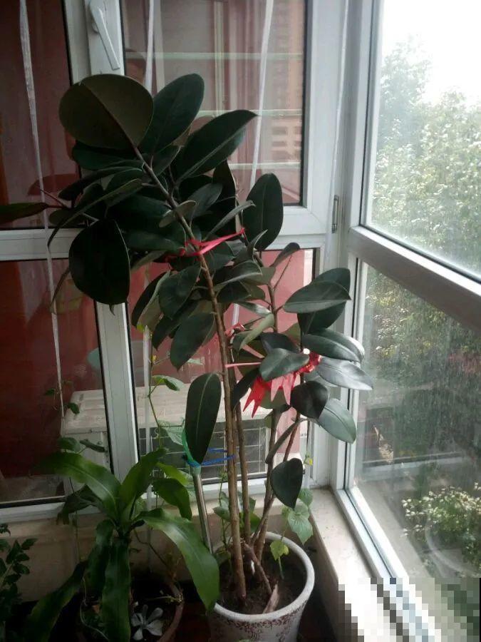 1根绳子扯一下，枝条冒出20个芽，一不小心拉断了！