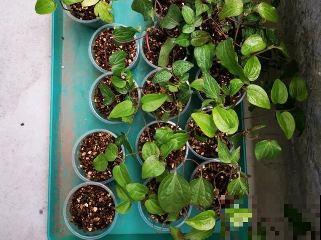 天热扦插3种花,成活率很高,2周就冒大白根! 天热扦插3种花,成活率很高,2周就冒大白根!