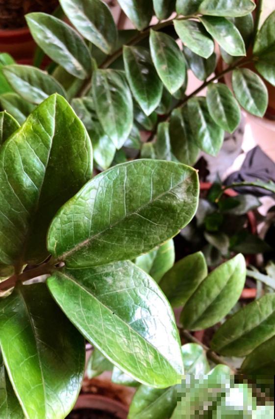 这花最怕乱浇水,一浇就黄叶烂根,不浇反而冒侧芽! 这花最怕乱浇水,一浇就黄叶烂根,不浇反而冒侧芽!