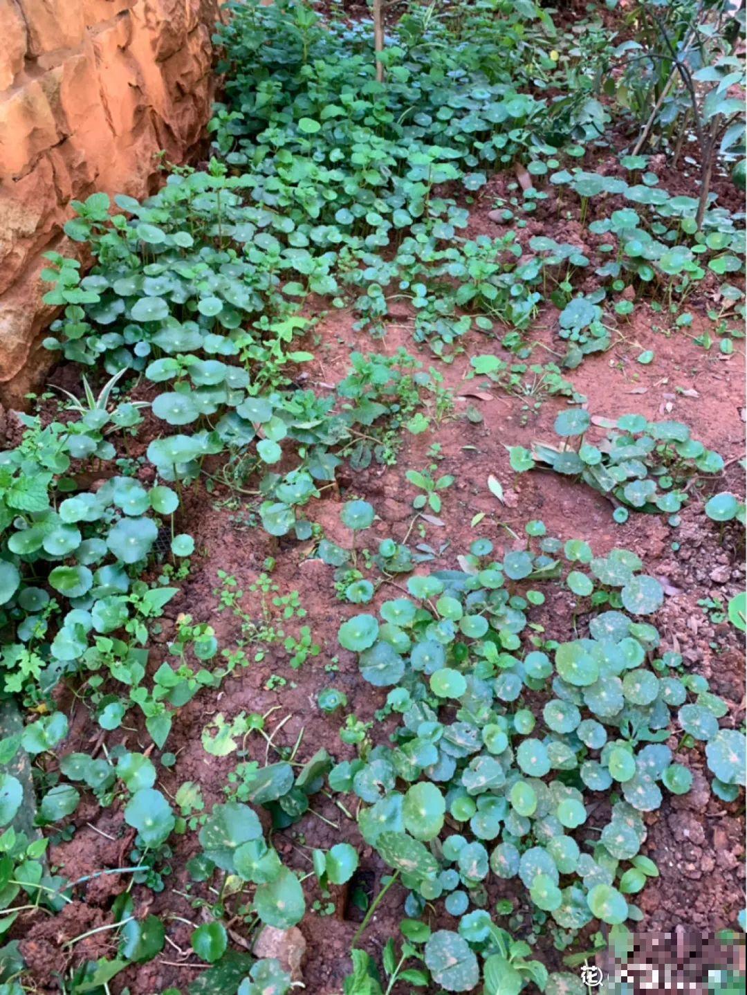 3种花掐个枝就能养，一周内就生根，省下一大笔买花钱