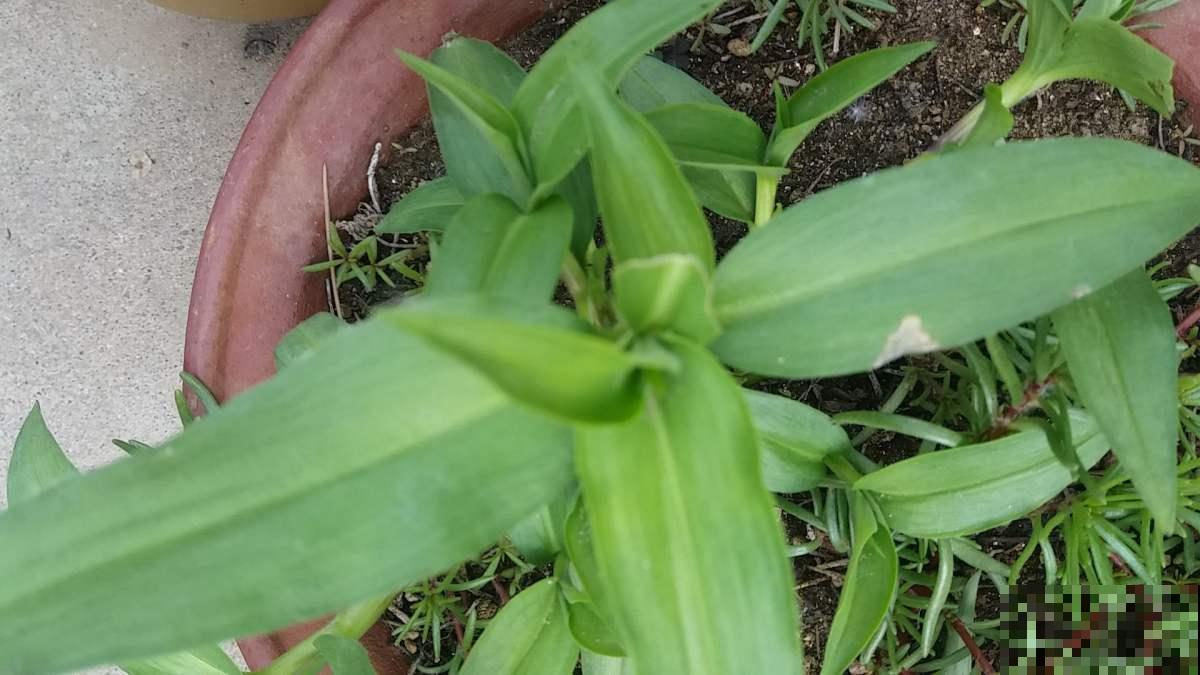 野外挖棵鸭跖草，装盆里就开花，紫莹莹小花特美！