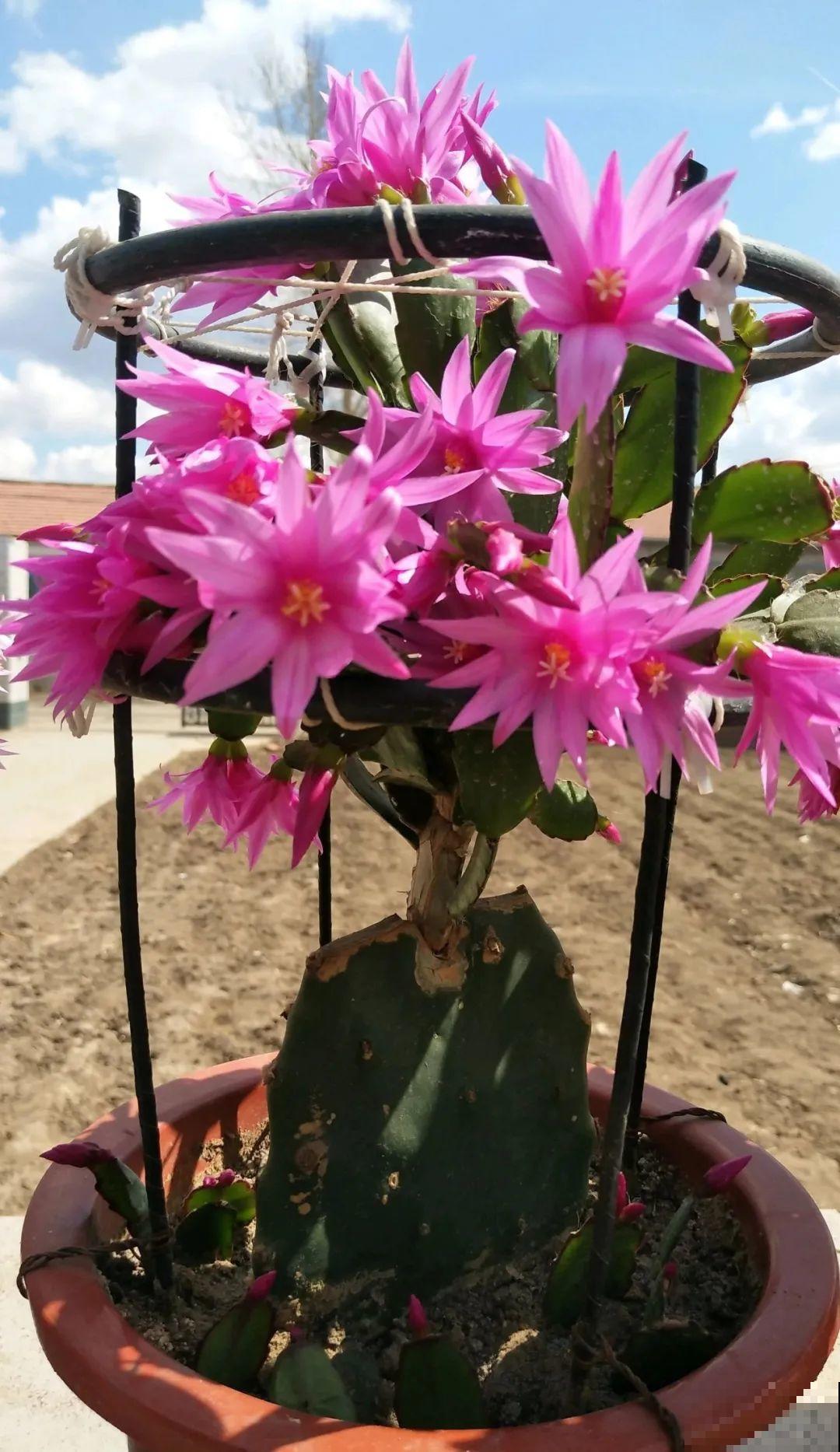 1种花，名叫假昙花，开花上百朵，美翻了