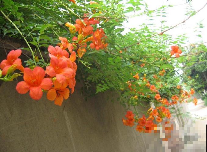 最美的路边花，沾土爬满墙，越热开得越多！