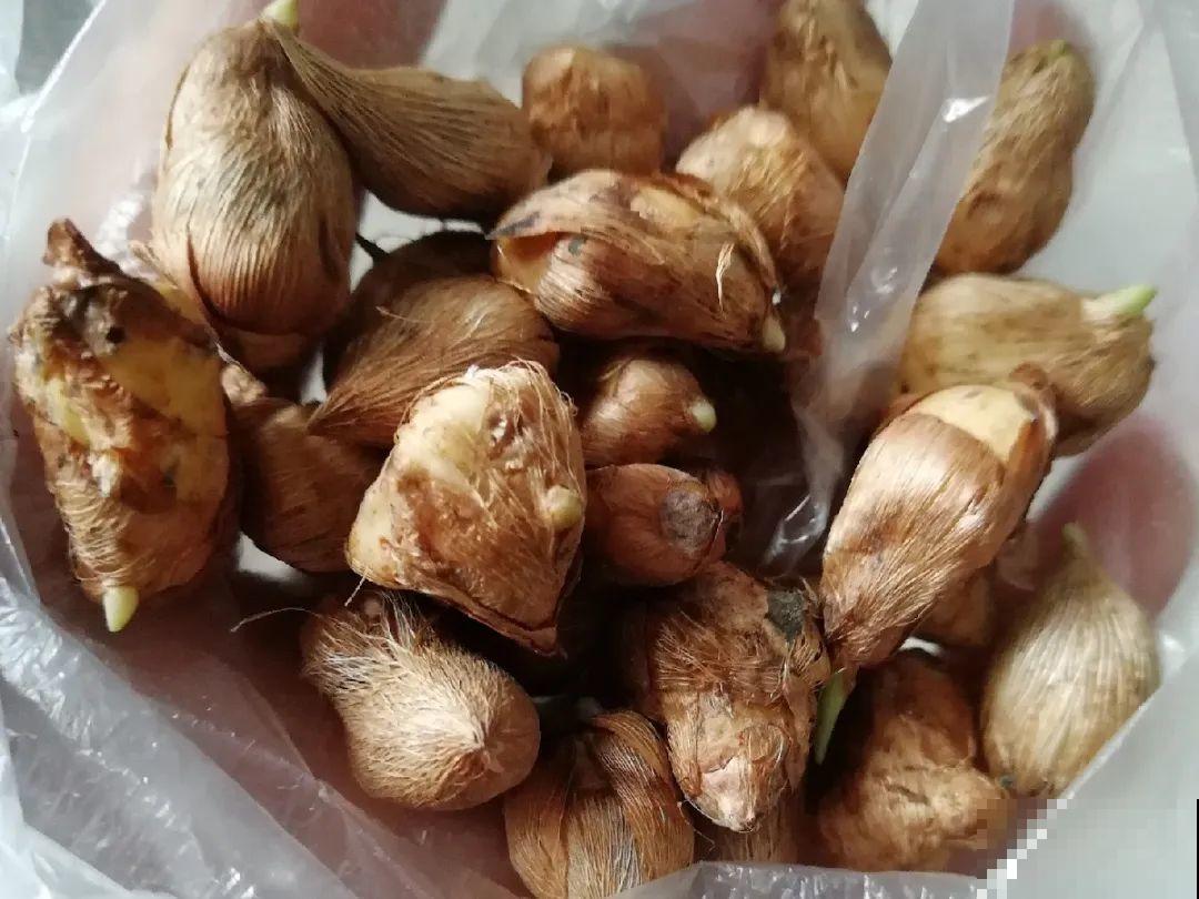 没开花之前像野草,开花之后美翻天,满屋子都是香味 没开花之前像野草,开花之后美翻天,满屋子都是香味