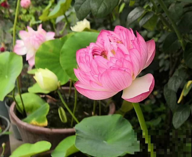 浇不死的5种花,越浇越长得旺,一缺水就蔫! 浇不死的5种花,越浇越长得旺,一缺水就蔫!