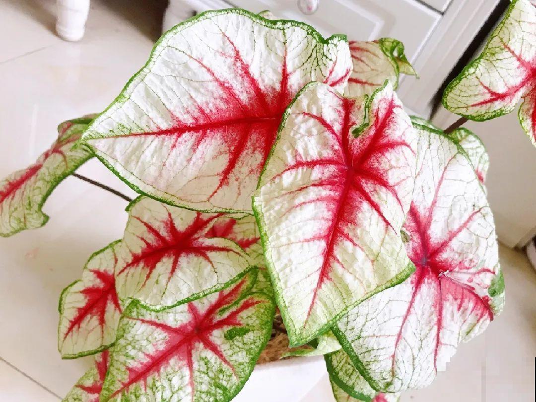 特干净的10种花,天热养一盆,家里特凉快! 特干净的10种花,天热养一盆,家里特凉快!