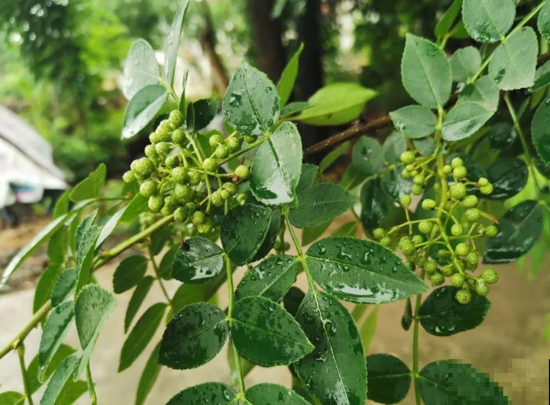 自制杀菌水、杀虫水，3天给花喷一次，虫病全扫光！