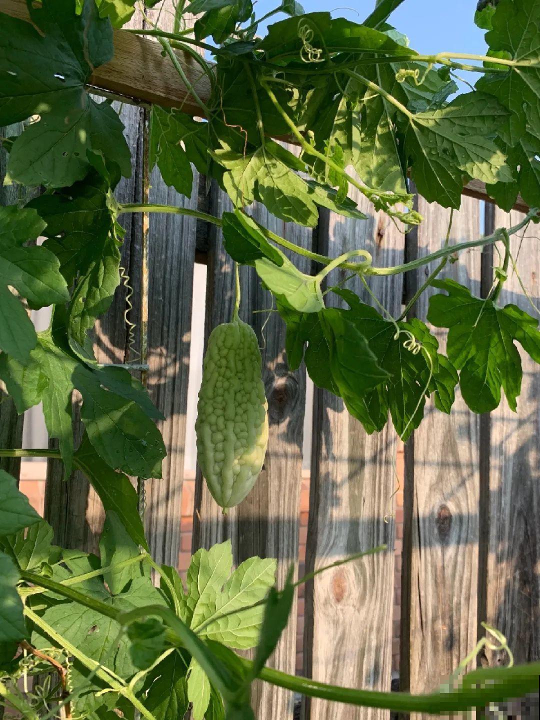 我想回农村,院子里养花、种菜,过清闲日子 我想回农村,院子里养花、种菜,过清闲日子