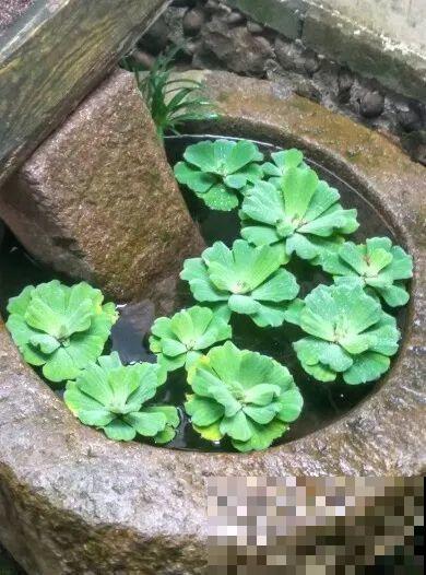 10种花就得种在大水缸，夏天不休眠，越热越开花
