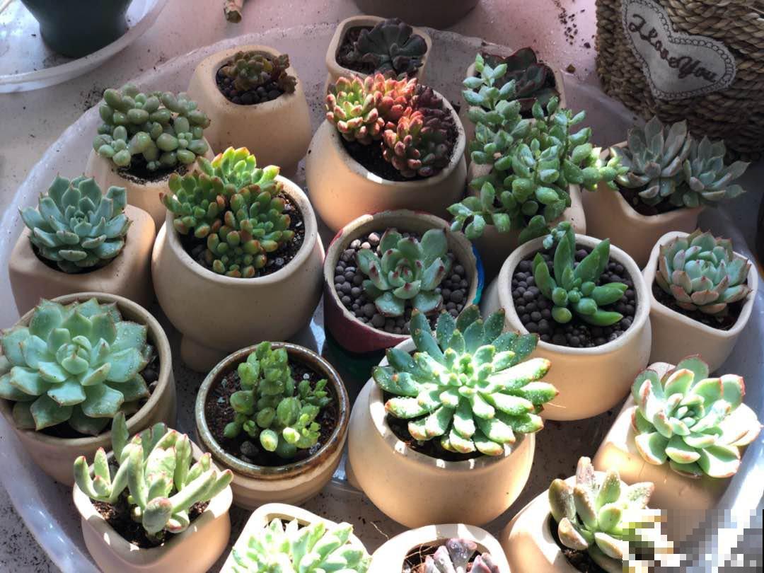 谁说北阳台不能养多肉?这些耐阴品种,照样长得美美的! 谁说北阳台不能养多肉?这些耐阴品种,照样长得美美的!