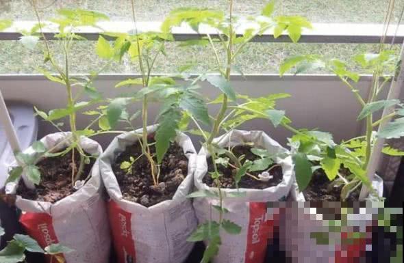 一个捡来的破麻袋,养花效果杠杠的,透气透水不再烂根! 一个捡来的破麻袋,养花效果杠杠的,透气透水不再烂根!