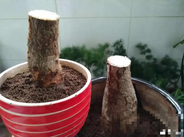 花出现黄叶打蔫，千万别扔，还能救回来！