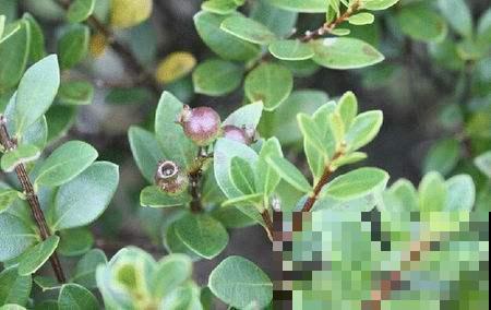 人称野生小蓝莓,吃起来酸甜可口,营养丰富得很! 人称野生小蓝莓,吃起来酸甜可口,营养丰富得很!