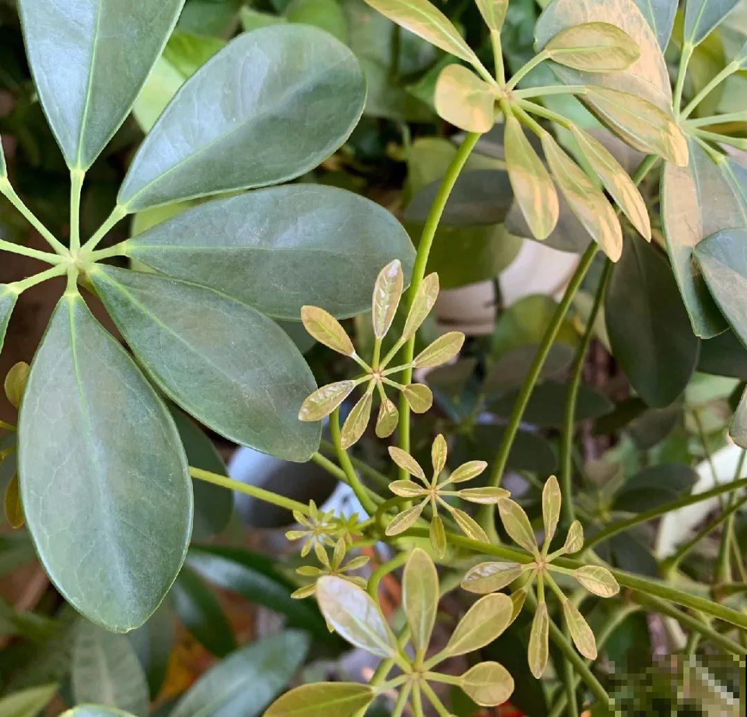 12种花,天越热越长得快,记得多浇水! 12种花,天越热越长得快,记得多浇水!