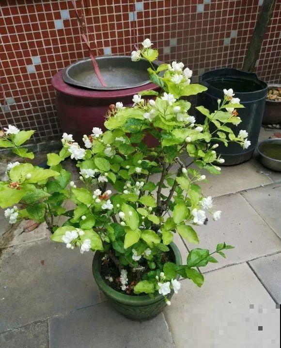 家里这些花适合用小盆，少浇水、控一控，2年就能变老桩！