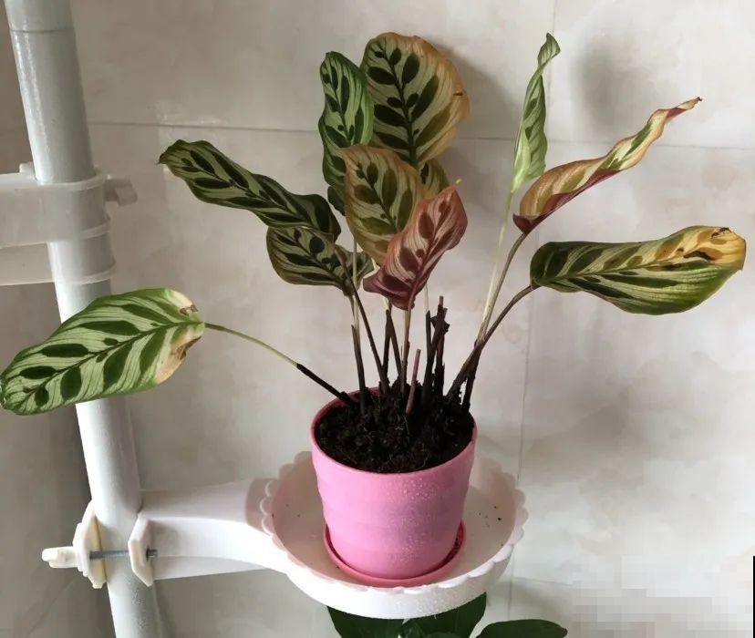 18种难养的花，把握一个点，就能起死回生！