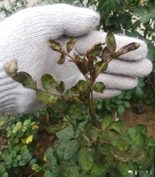 花出现黄叶打蔫，千万别扔，还能救回来！