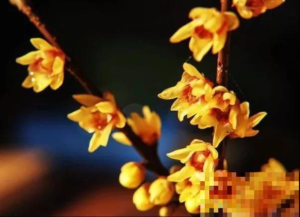 中国8大古树，历经千年不倒，最老一棵4000岁！