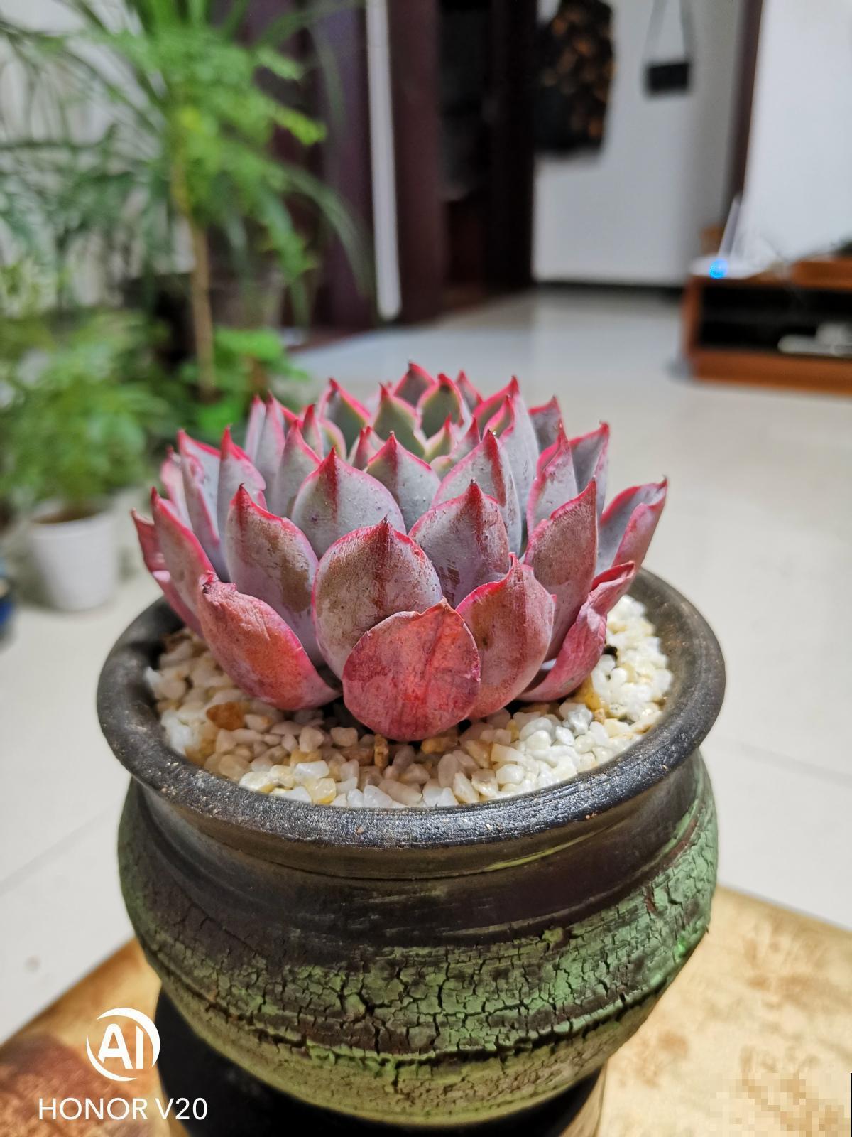 夏天的多肉也漂亮,主要得选对品种,这8种最合适 夏天的多肉也漂亮,主要得选对品种,这8种最合适