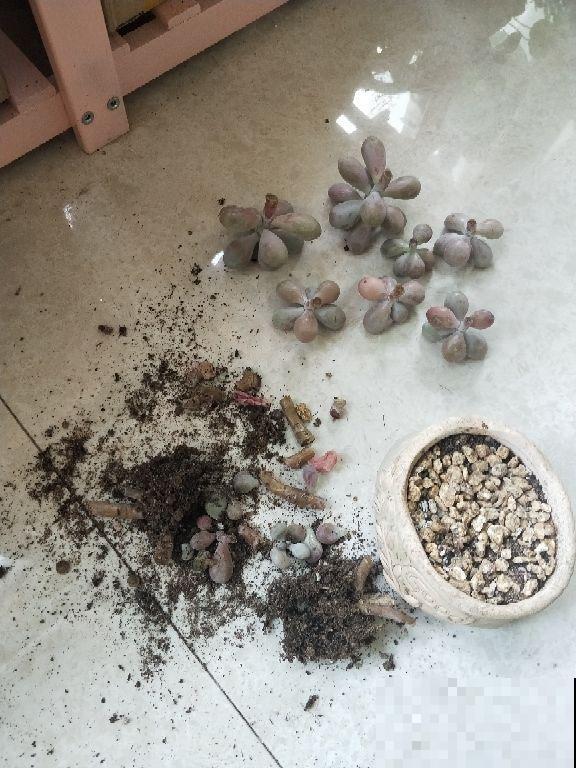 多肉出现4个现象，说明在向你求救，抓紧时间治