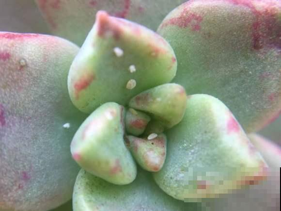 家里花爬满介壳虫，看着就起鸡皮疙瘩，再不救满阳台都传染！