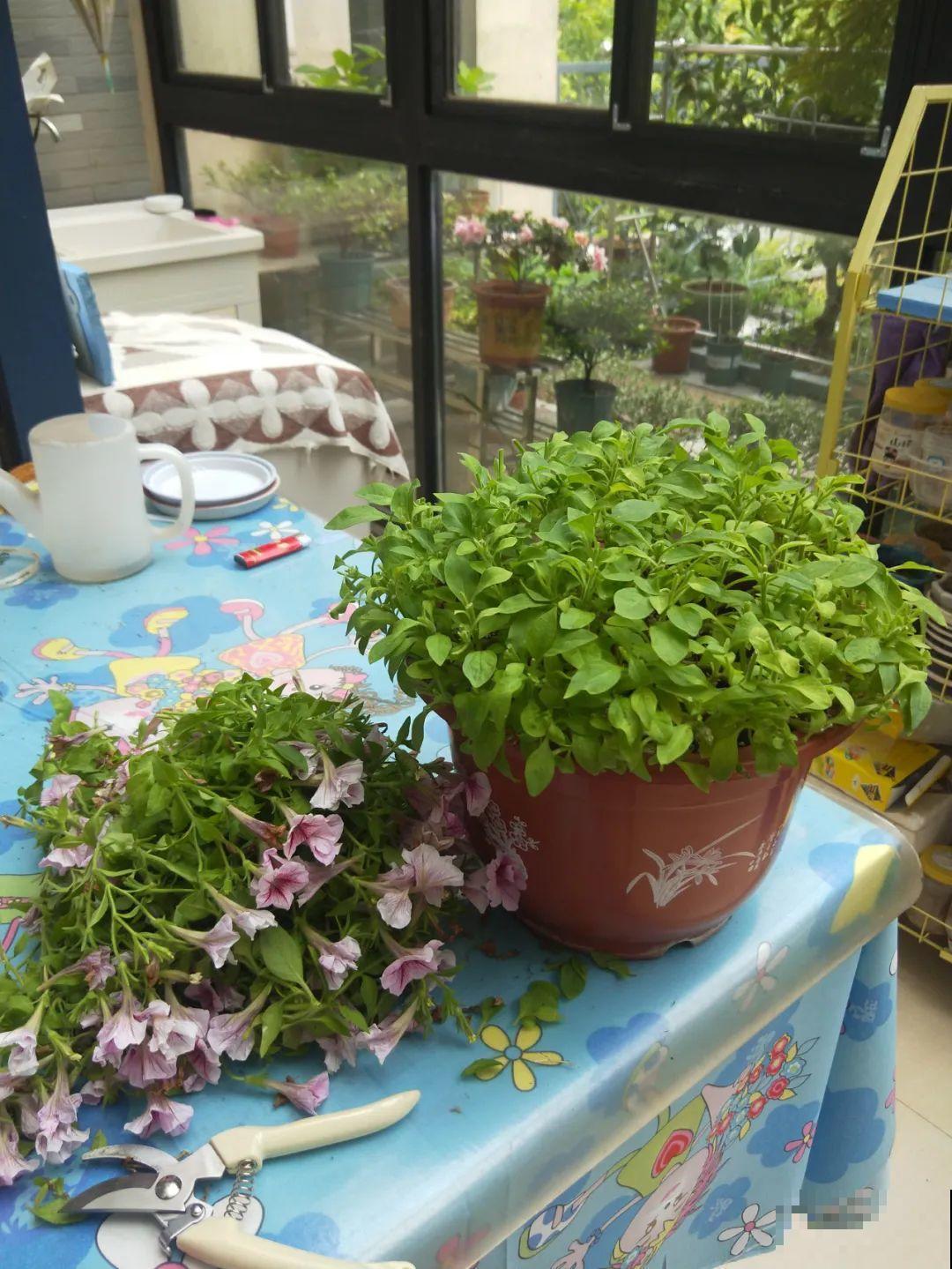 小阳台最适合养这花，一晒就开爆，花多得不见叶！