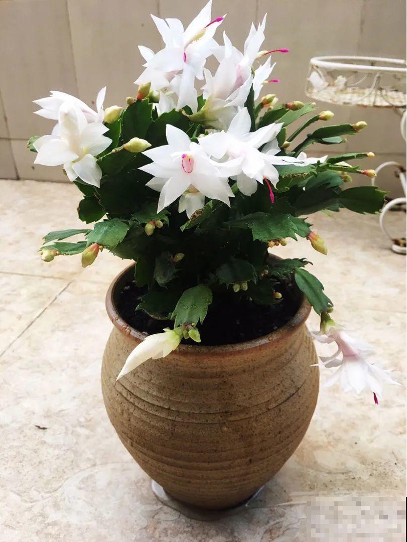 30种耐阴花，室内光照不佳，也能全年开花！