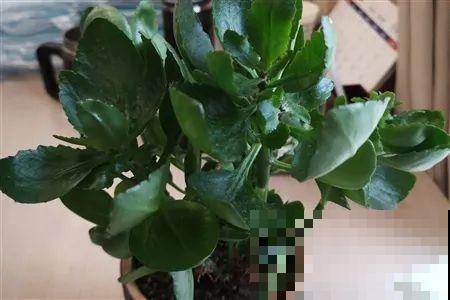 8种花,天热不能换盆,换了3天必死! 8种花,天热不能换盆,换了3天必死!