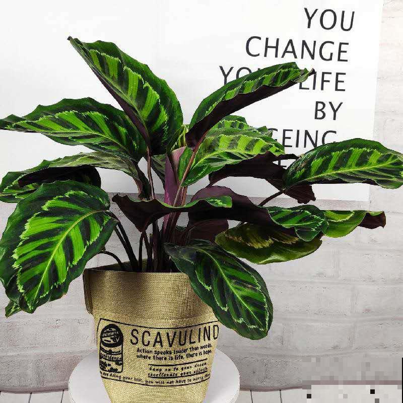 超好打理的2种花,光照需求低,关键颜值高还好养! 超好打理的2种花,光照需求低,关键颜值高还好养!