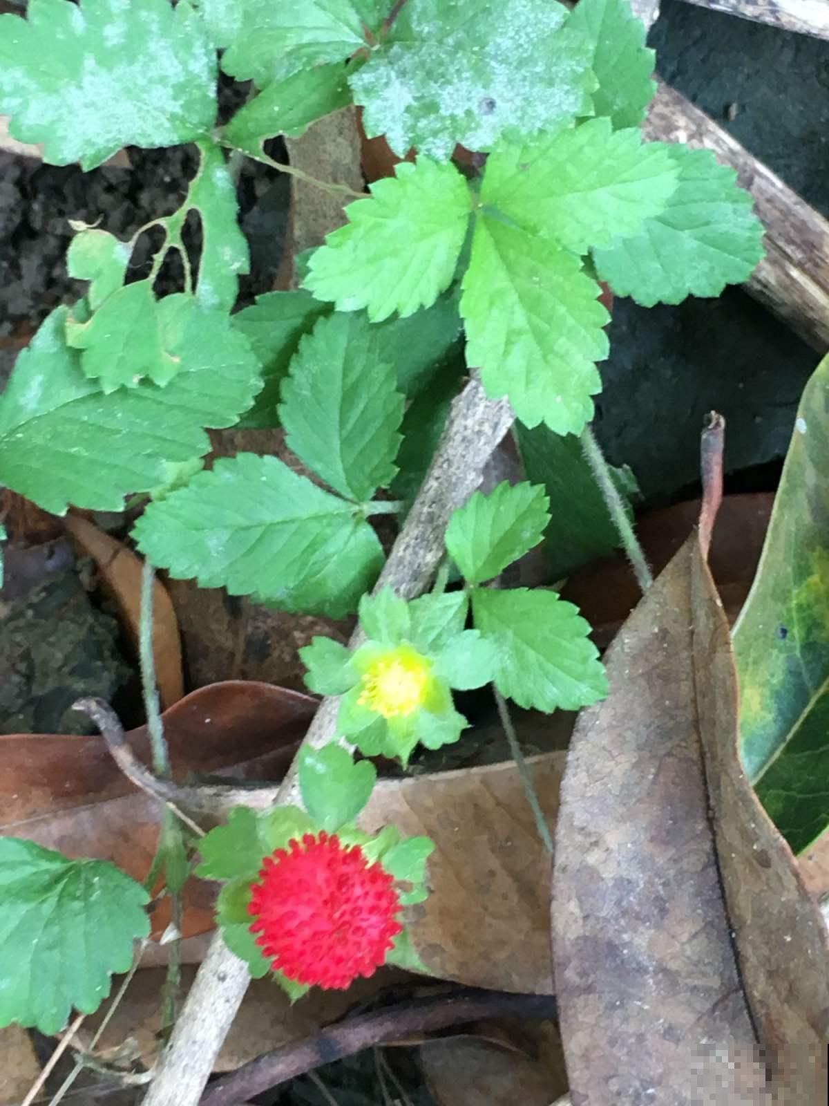 喜欢吃蛇莓的,这季节赶紧去野外摘,去晚就没了! 喜欢吃蛇莓的,这季节赶紧去野外摘,去晚就没了!