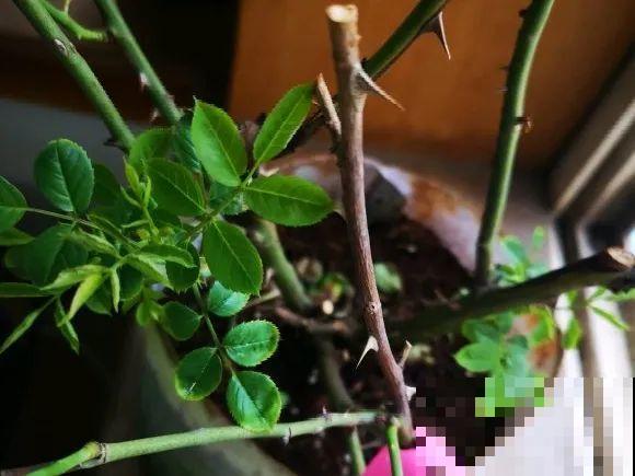 早上起来院子被淹，100盆花，还有救吗？