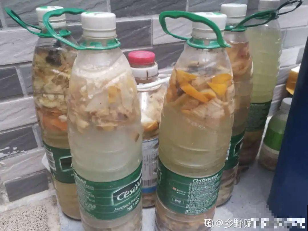 9种花真是老酒鬼，5天一小杯，叶子绿得像打蜡！