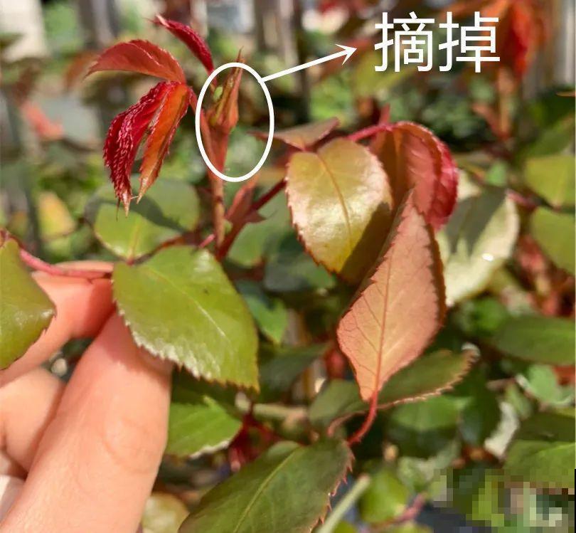 绣球马上剪，下个月就晚了，错过明年不开花