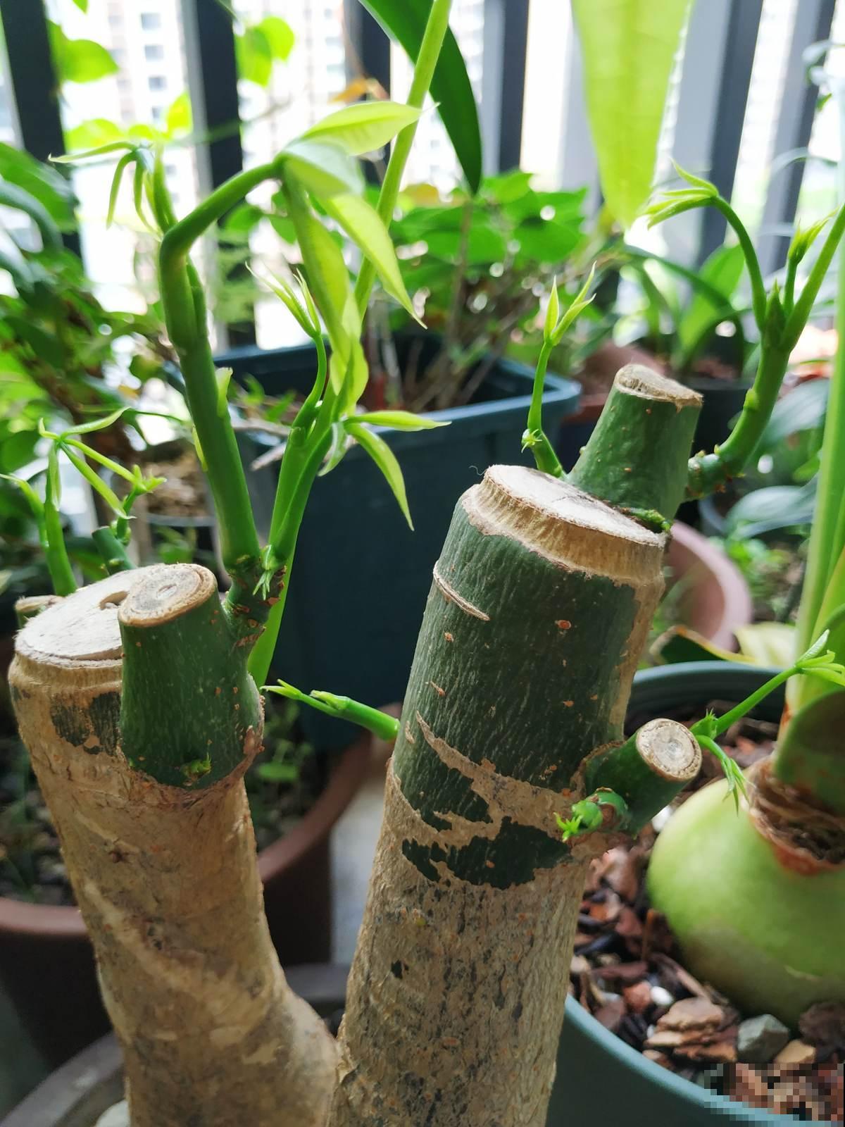 3种招财树,掰个枝条插水里,半个月长出大白根 3种招财树,掰个枝条插水里,半个月长出大白根