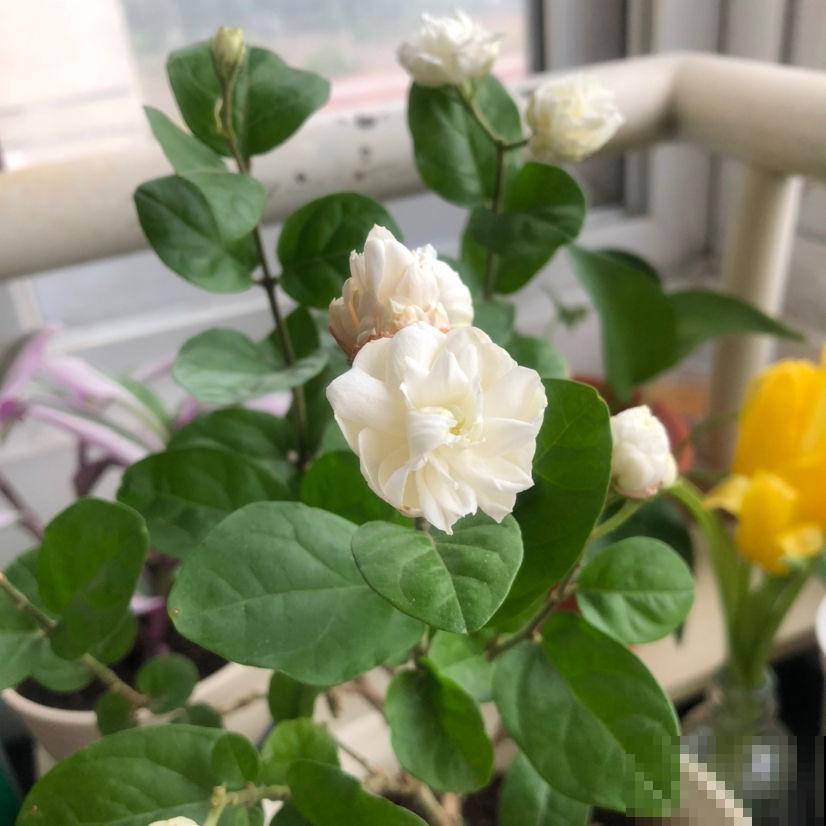 20种花，越晒开花越多，养一盆就赚大了