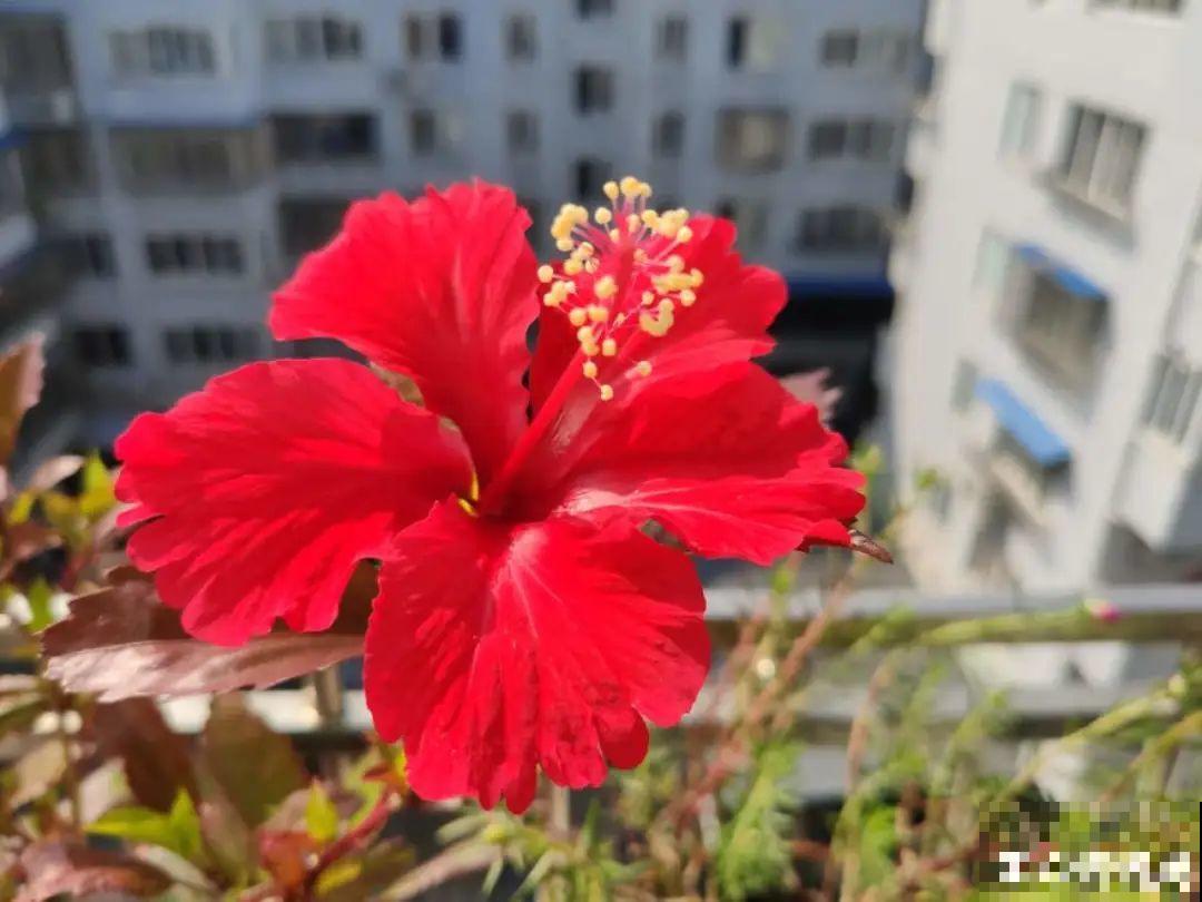 这20种花，晒不死、热不死，天热一直狂开花！