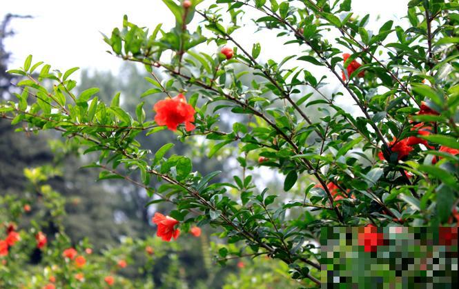 家里种一棵石榴树,开花红红火火,寓意特别好! 家里种一棵石榴树,开花红红火火,寓意特别好!