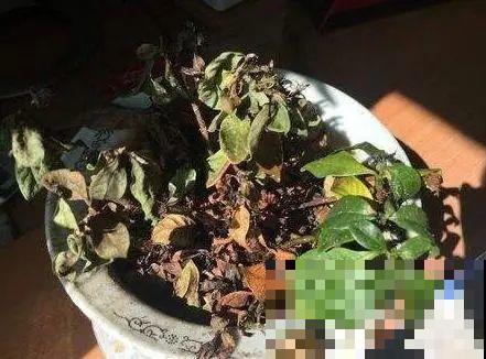 10种水有“毒”,夏天浇花,浇一盆死一盆! 10种水有“毒”,夏天浇花,浇一盆死一盆!