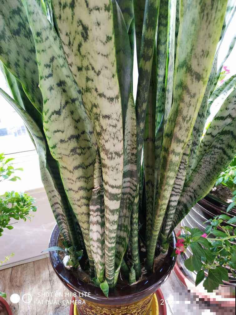 4种花就得种小花盆里,盆越大、越挤,花才能长得好 4种花就得种小花盆里,盆越大、越挤,花才能长得好