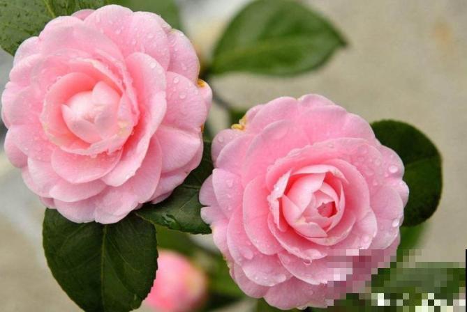 二十四节气,24种花,送给大家一起欣赏! 二十四节气,24种花,送给大家一起欣赏!