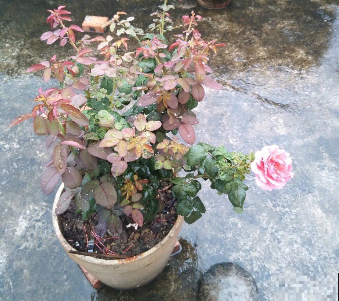 早上起来院子被淹，100盆花，还有救吗？