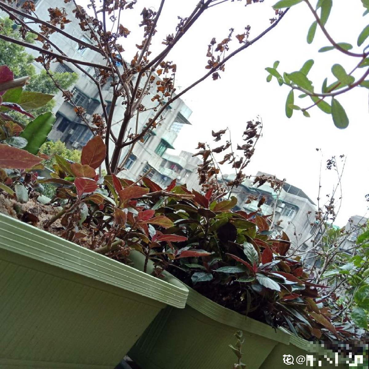 阳台种4种菜,一年四季都能吃,省了不少买菜钱 阳台种4种菜,一年四季都能吃,省了不少买菜钱