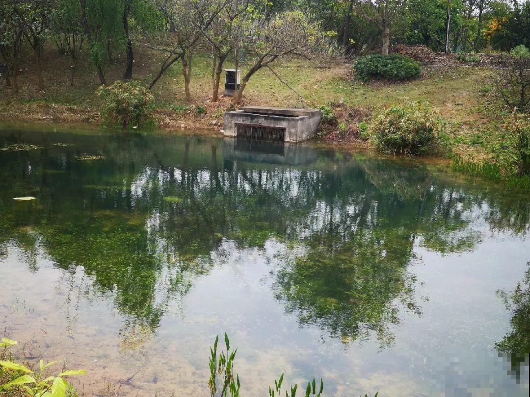 9种花可以预测天气，一开花就说明要下雨了！