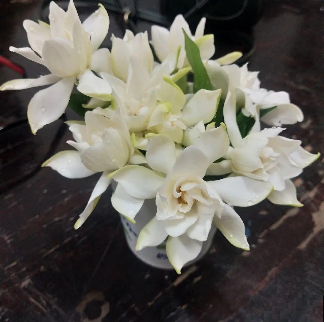 门口养棵大花树,风吹就开花,20年变成传家宝! 门口养棵大花树,风吹就开花,20年变成传家宝!