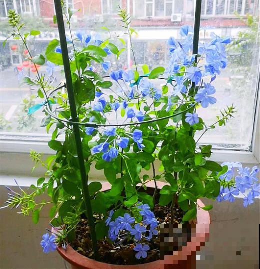 6种蓝色系的花，最适合夏天养，清凉又舒爽！