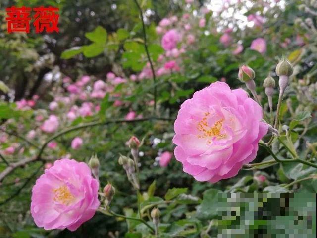 活的“香水花”，开一朵，家里香气飘飘！