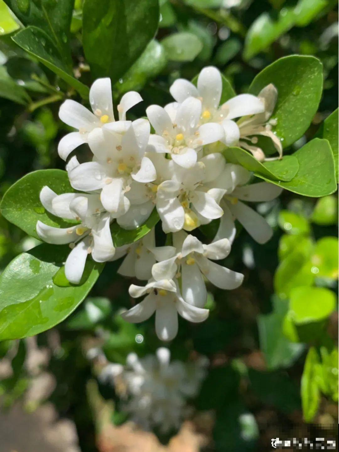 夏天养花,这个地方千万别摆,否则3天死翘翘! 夏天养花,这个地方千万别摆,否则3天死翘翘!